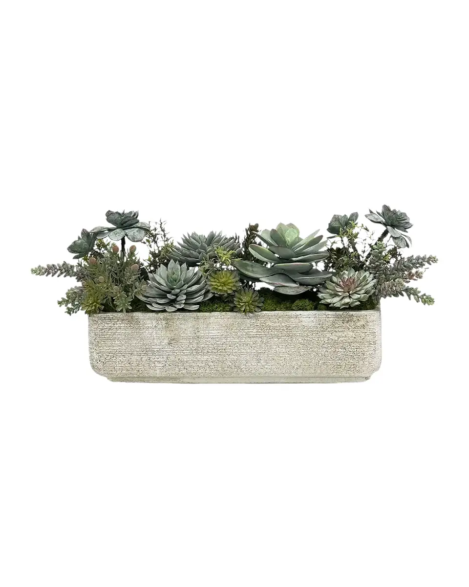Winward Home Mixed Succulents | Thumbnail 2 Winward Home Mixed Succulents | Thumbnail 2