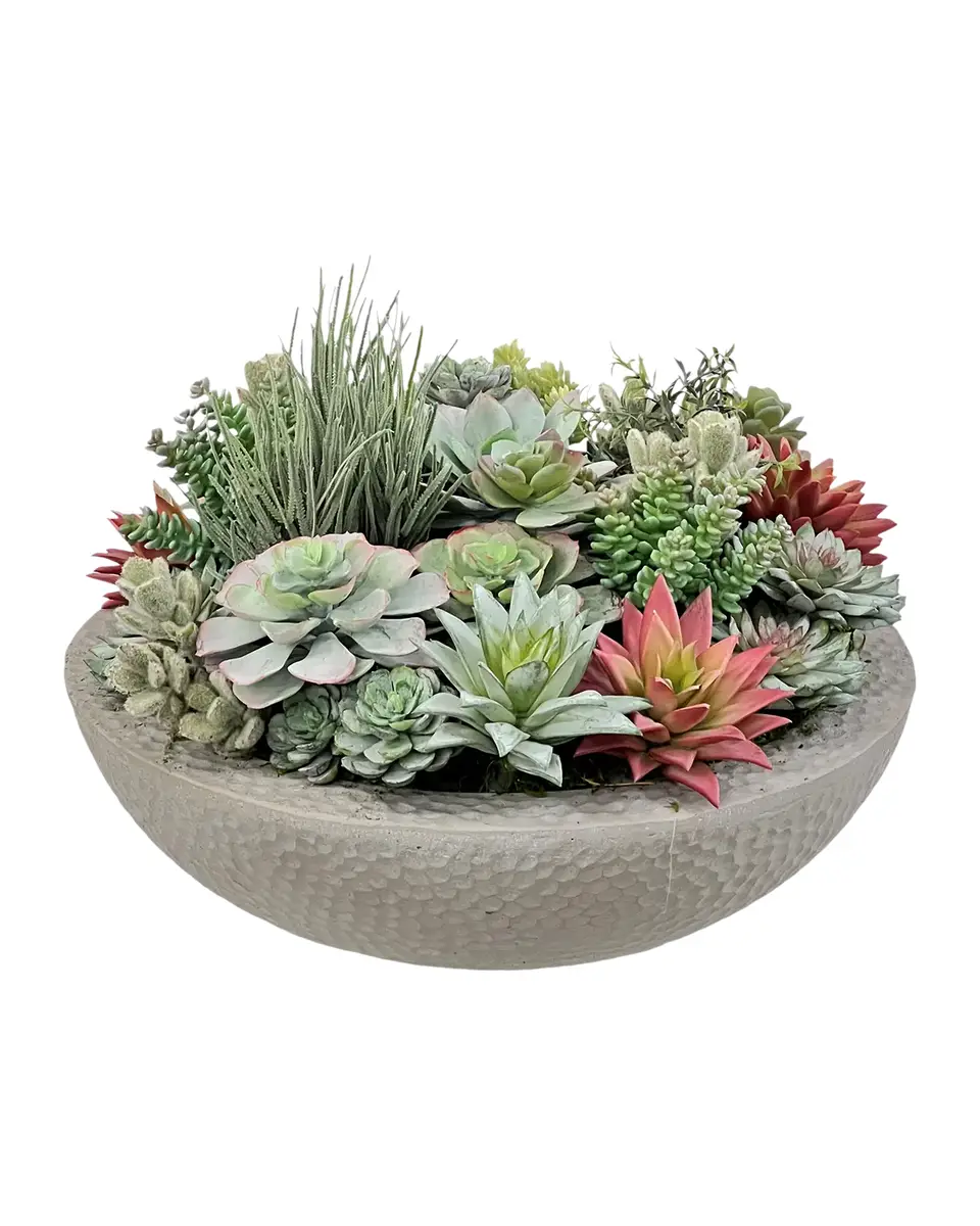 Winward Home Mixed Succulents | Thumbnail 2 Winward Home Mixed Succulents | Thumbnail 2