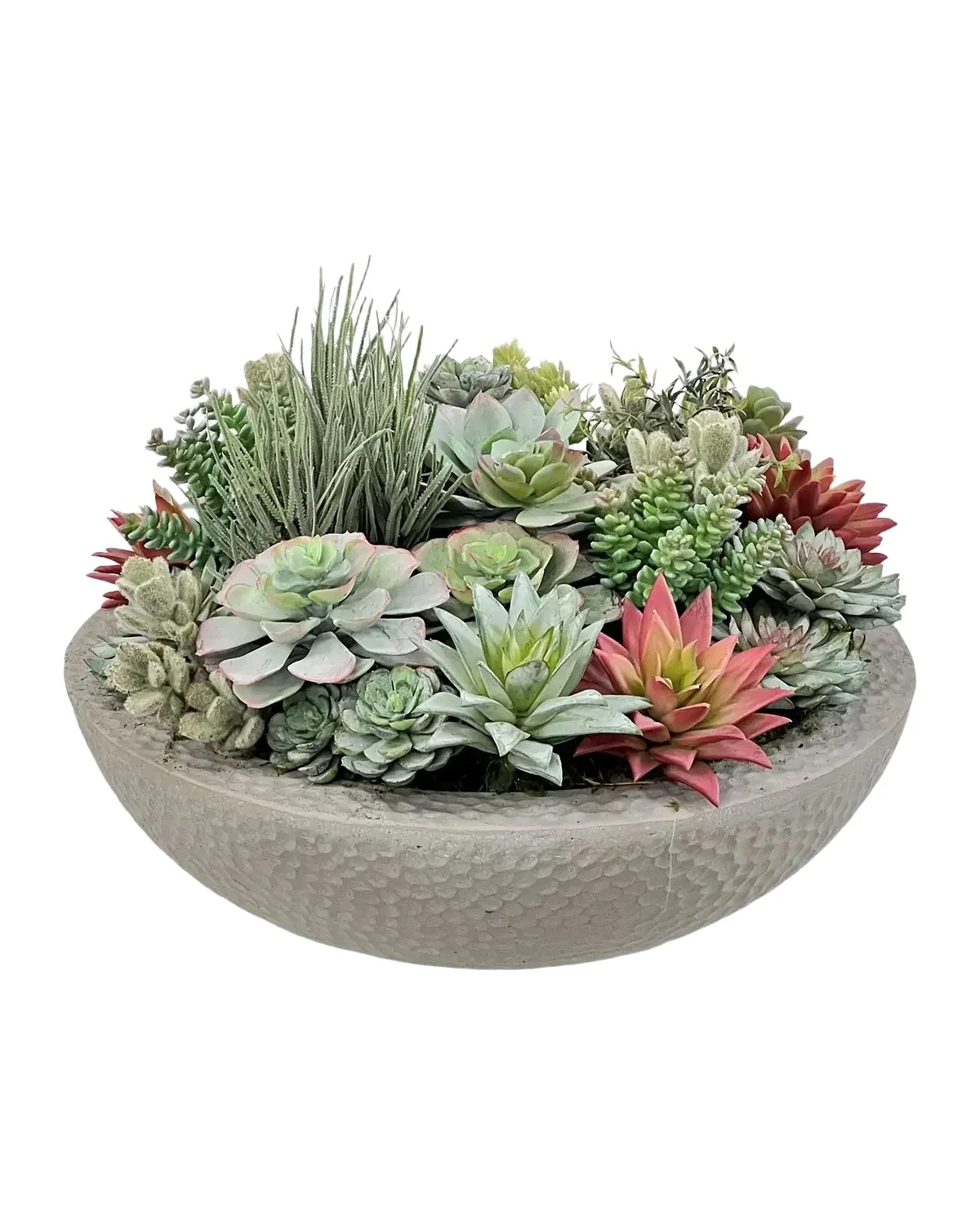 Winward Home Mixed Succulents