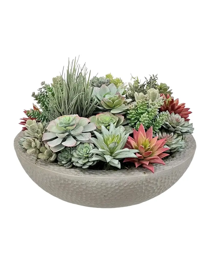 Winward Home Mixed Succulents