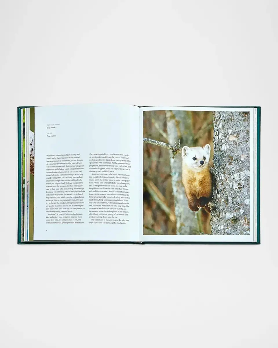 Graphic Image "The Hidden Life of Trees" Leather-Bound Book by Peter Wohlleben | Thumbnail 6 Graphic Image "The Hidden Life of Trees" Leather-Bound Book by Peter Wohlleben | Thumbnail 6