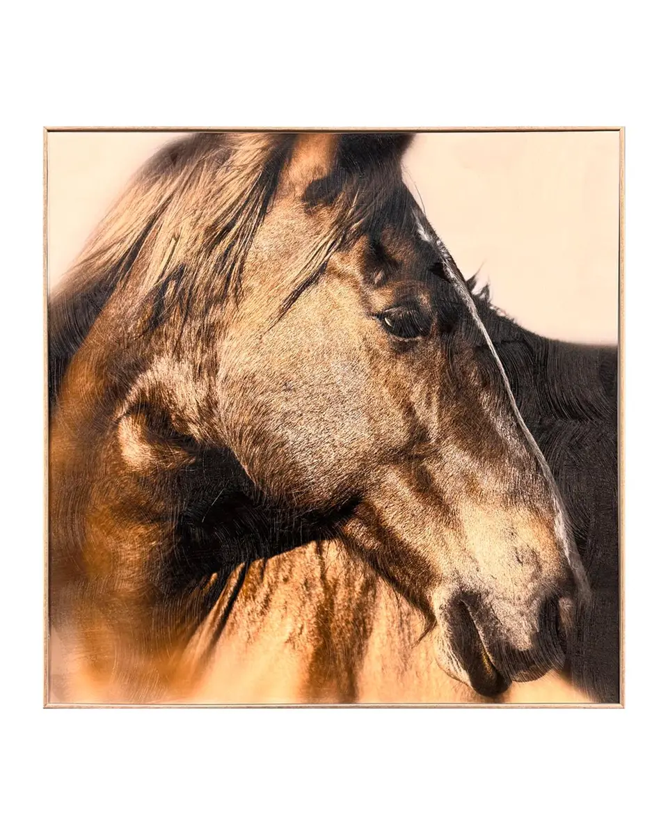 Paragon Decors "Brown Horse" Framed Giclee by Danita Delimont | Thumbnail 3 Paragon Decors "Brown Horse" Framed Giclee by Danita Delimont | Thumbnail 3