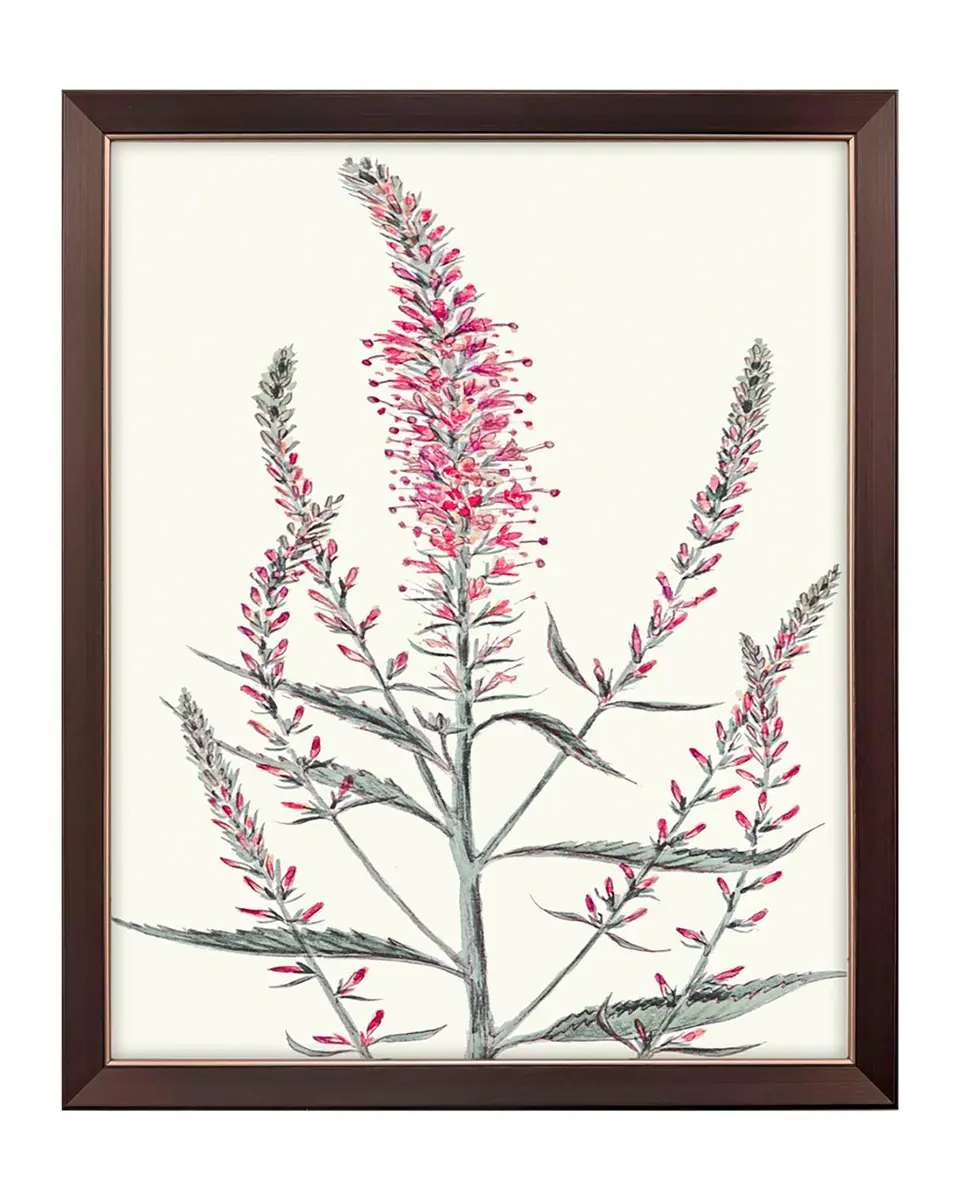 Paragon Decors "Pink Veronique I" Framed Giclee by G Studio | Thumbnail 3 Paragon Decors "Pink Veronique I" Framed Giclee by G Studio | Thumbnail 3