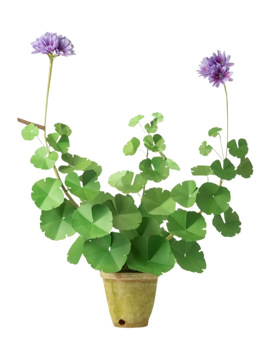 The Green Vase Geranium Plant
