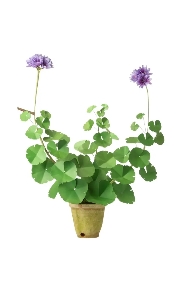 The Green Vase Geranium Plant
