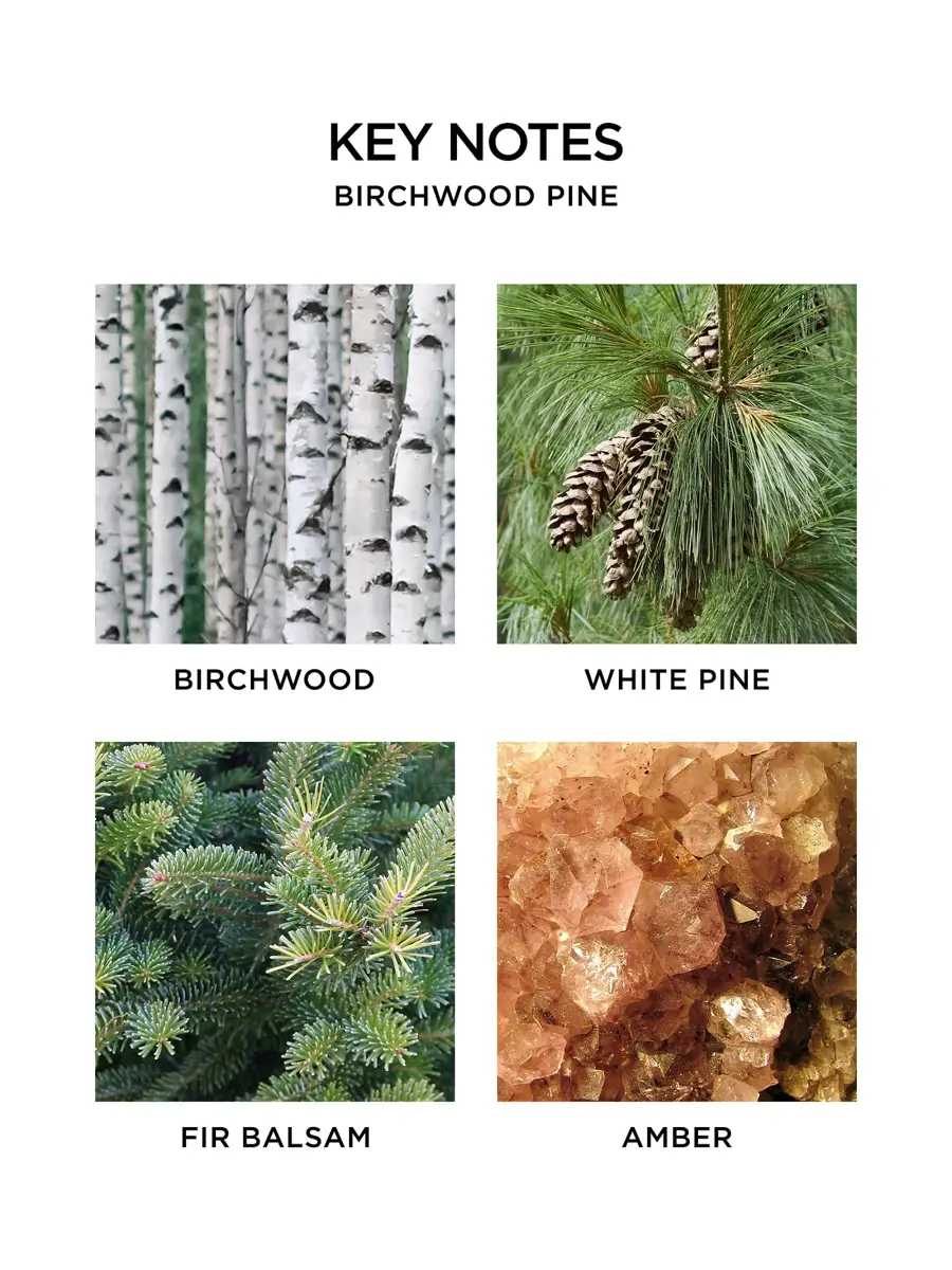 NEST New York Birchwood Pine Scented Candle | Thumbnail 6 NEST New York Birchwood Pine Scented Candle | Thumbnail 6