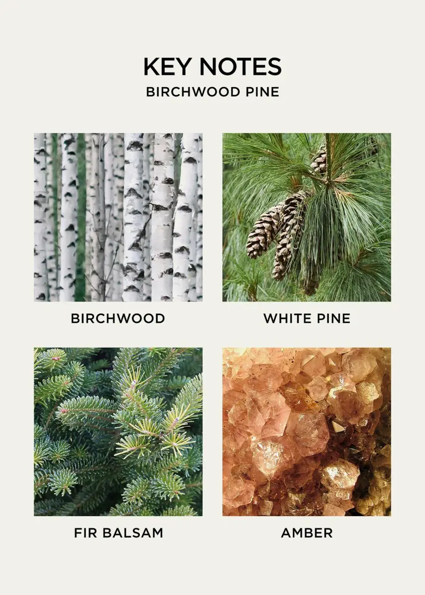 NEST New York Birchwood Pine 3-Wick Candle, 21 oz. | Thumbnail 5 NEST New York Birchwood Pine 3-Wick Candle, 21 oz. | Thumbnail 5